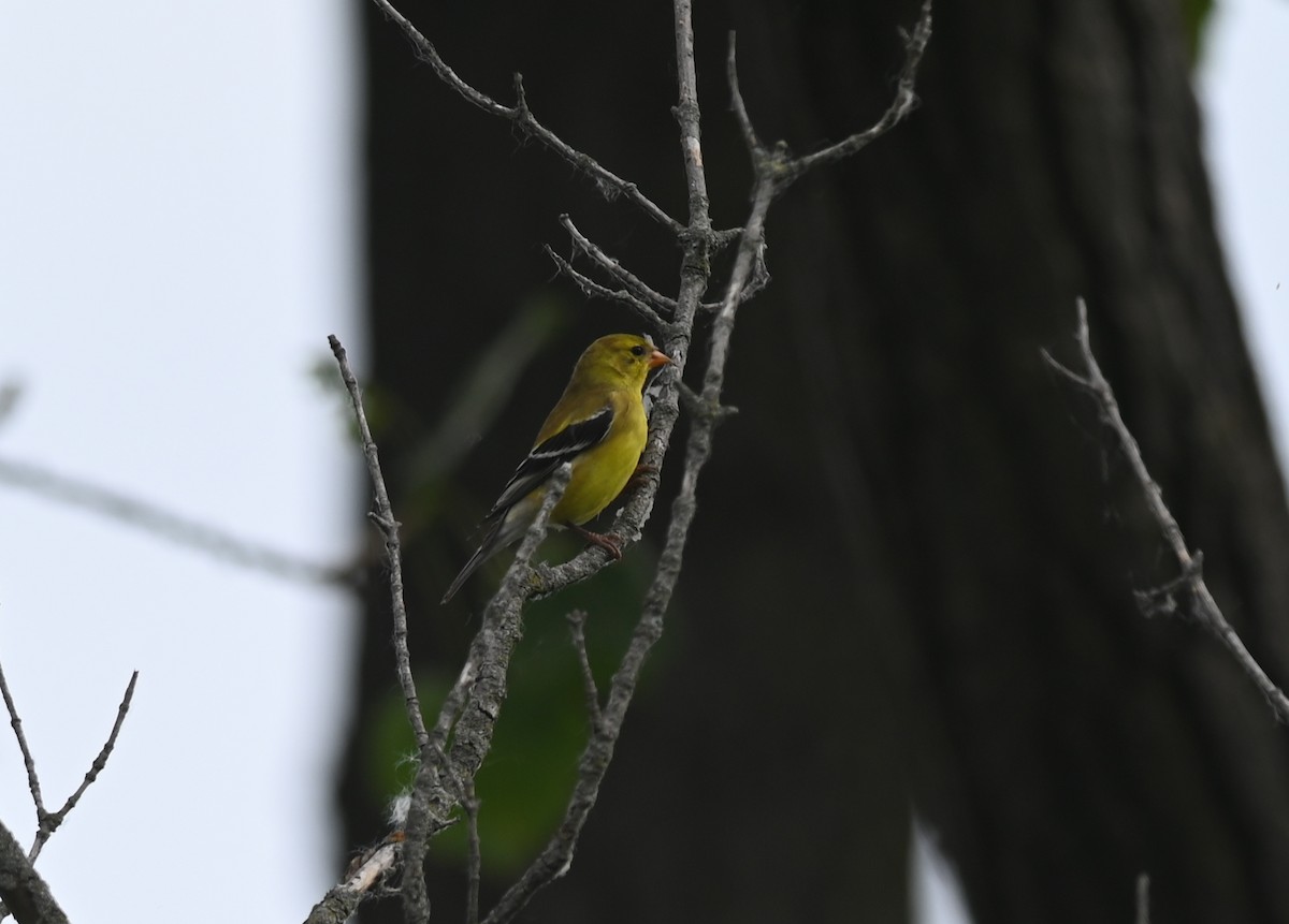 American Goldfinch - ML620475981