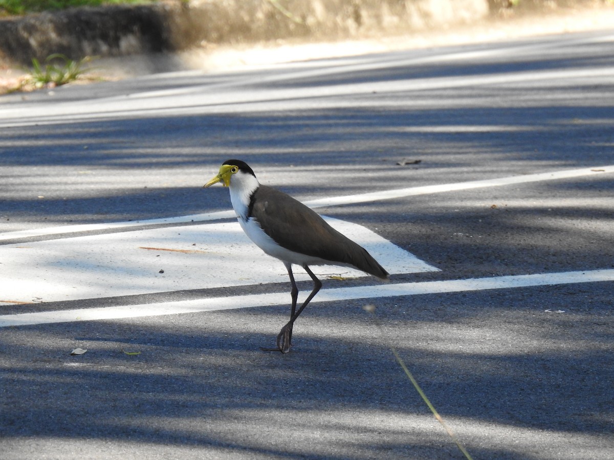 Masked Lapwing - ML620475982