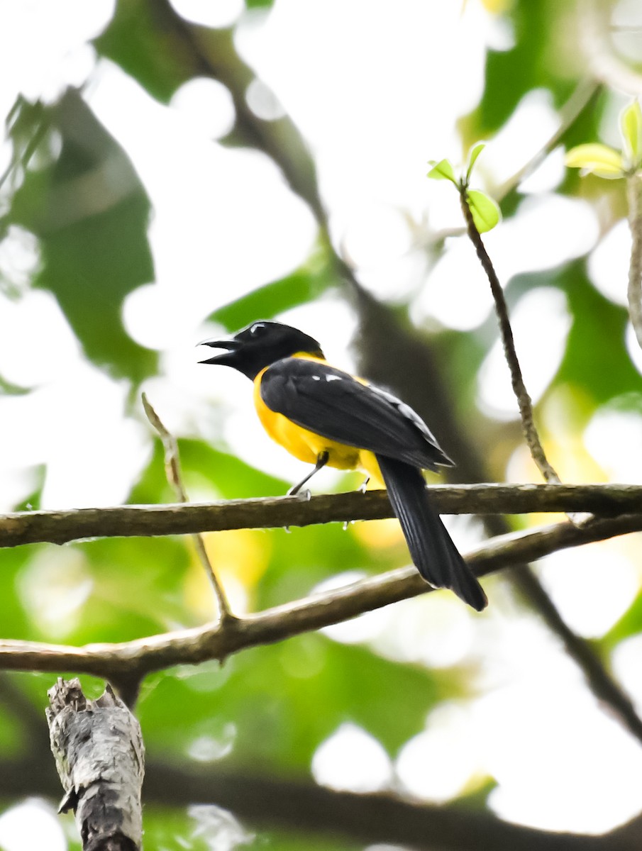 Black-throated Shrike-Tanager - ML620475987