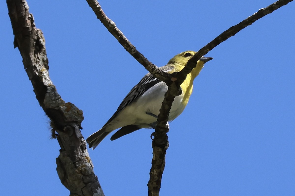 Yellow-throated Vireo - ML620475995