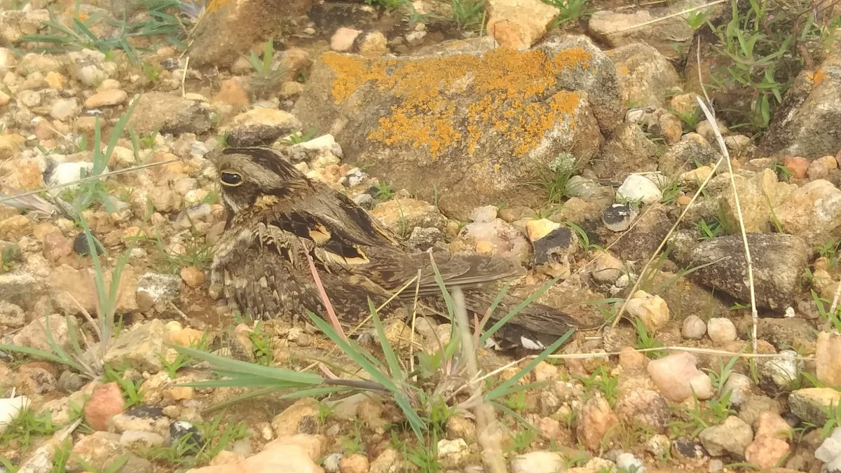 Indian Nightjar - ML620476000