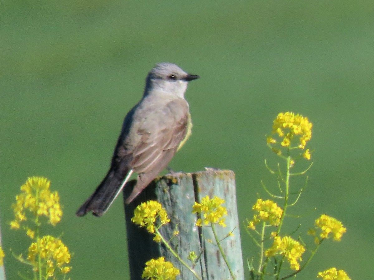 Western Kingbird - ML620476005