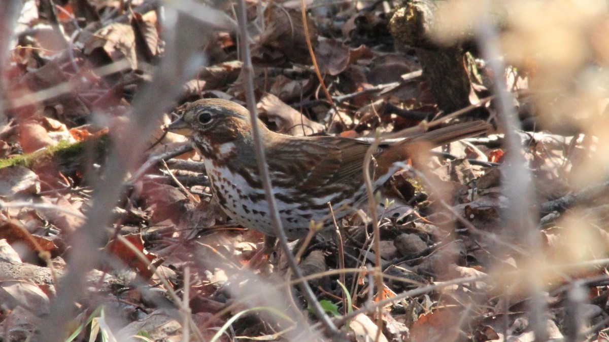 Fox Sparrow - ML620476006