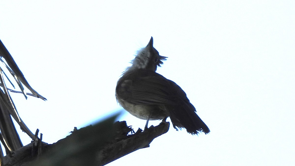 Bulbul Ocráceo - ML620476009