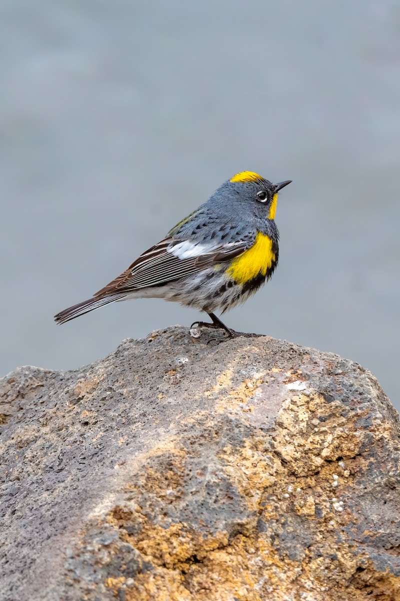 Yellow-rumped Warbler (Audubon's) - ML620476012