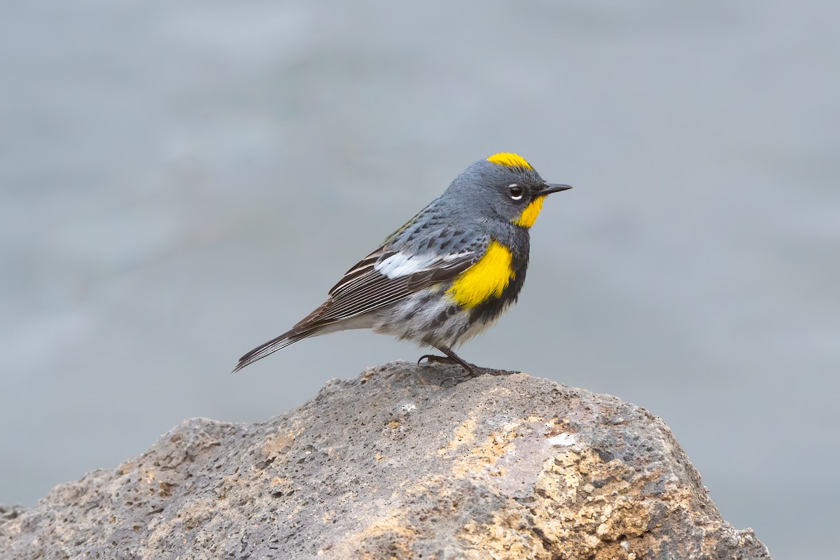 Yellow-rumped Warbler (Audubon's) - ML620476013