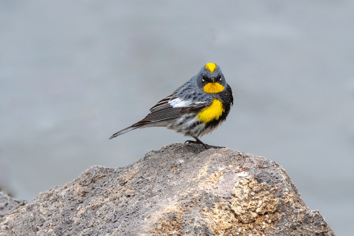 Yellow-rumped Warbler (Audubon's) - ML620476014