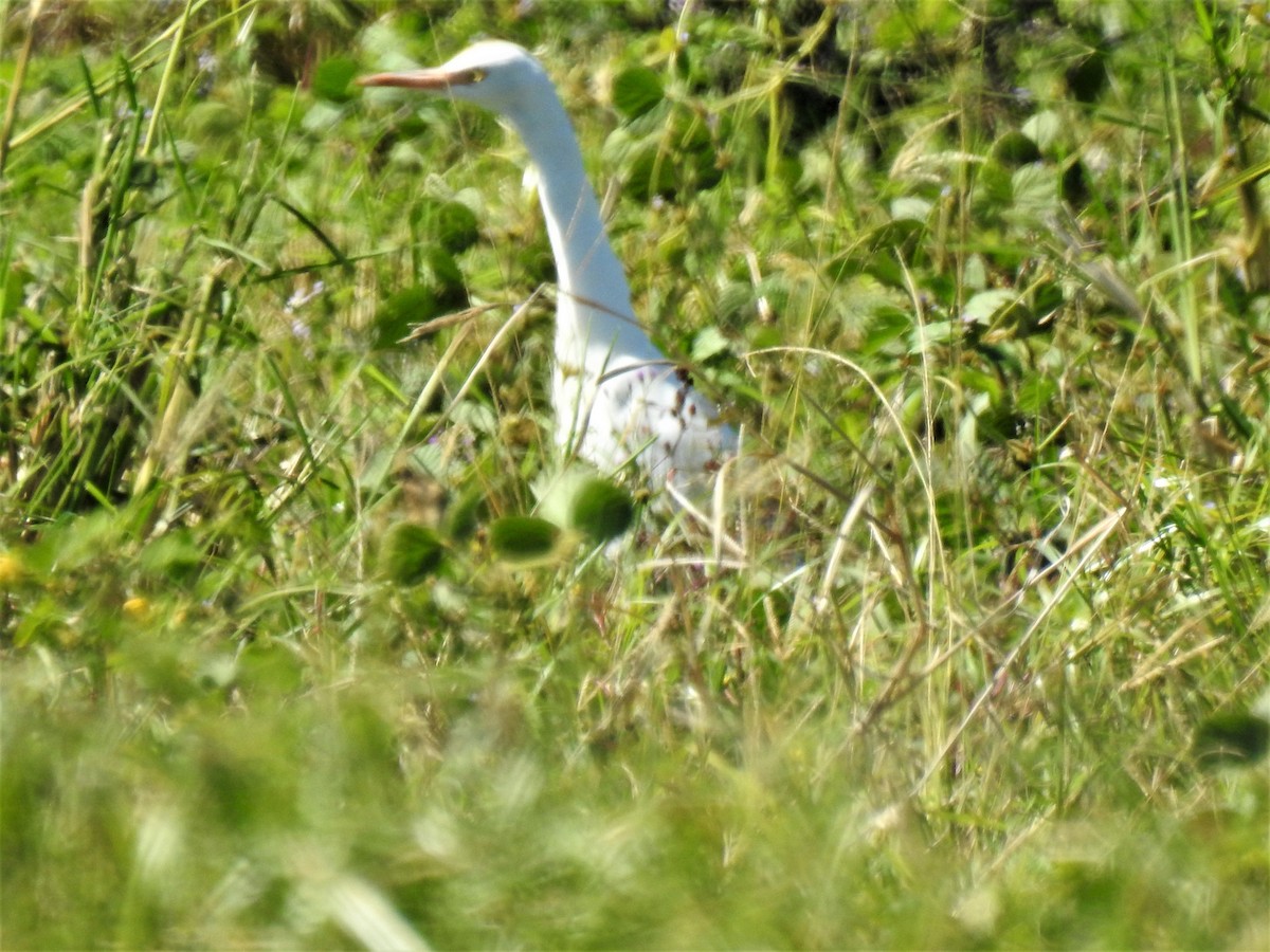 Eastern Cattle Egret - ML620476015