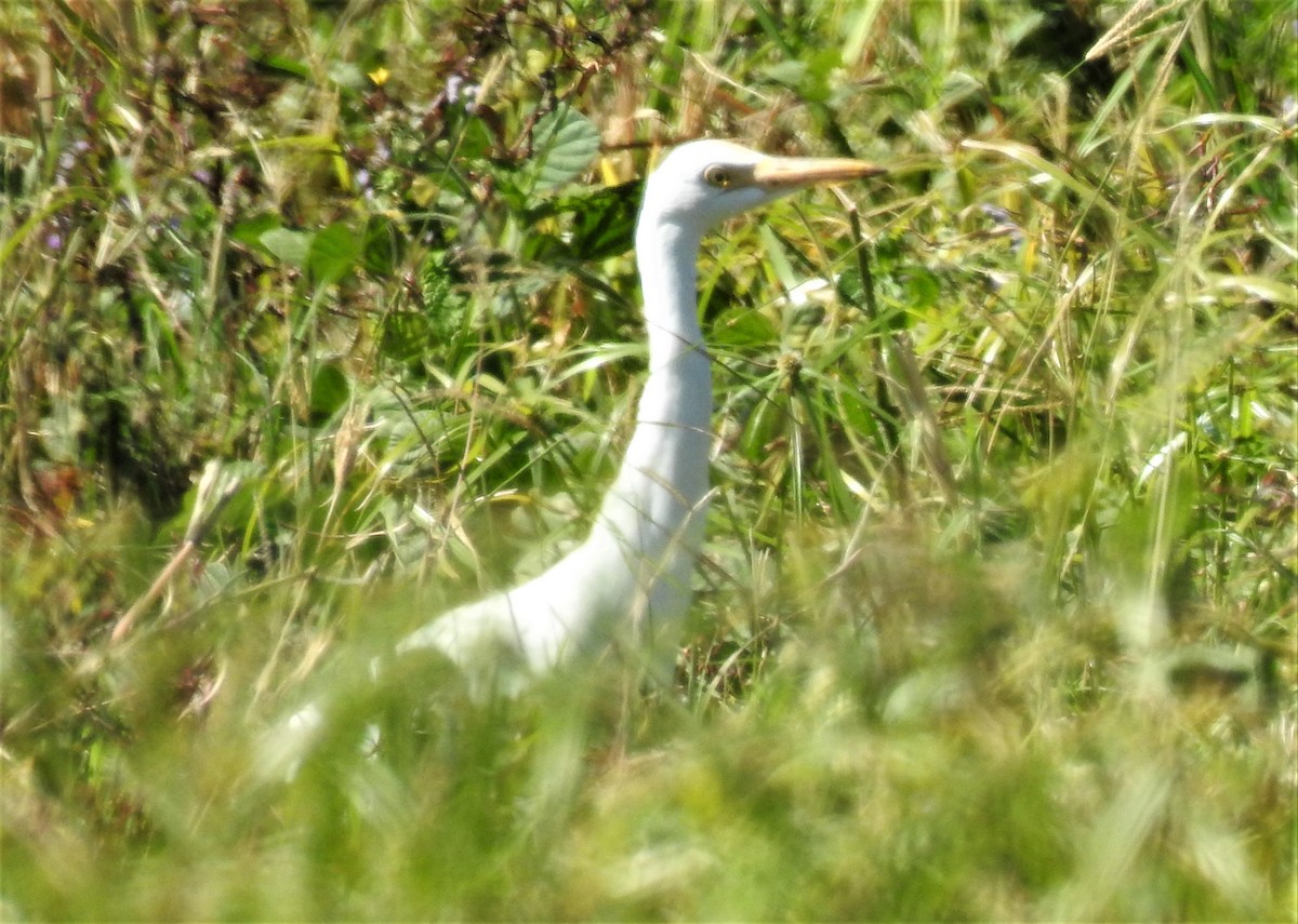 Eastern Cattle Egret - ML620476016