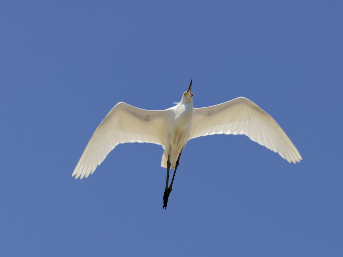 Snowy Egret - ML620476020