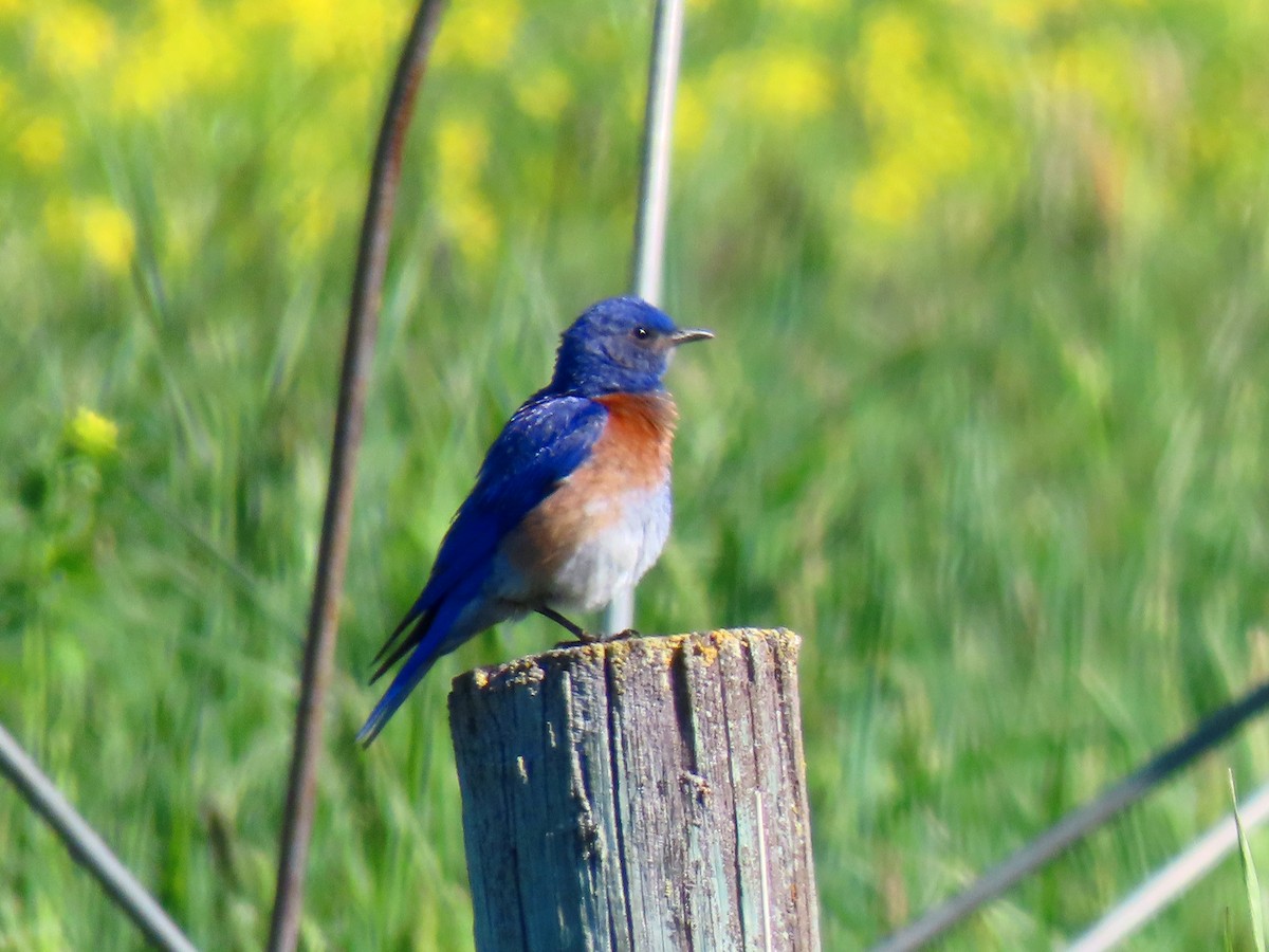 Western Bluebird - ML620476027