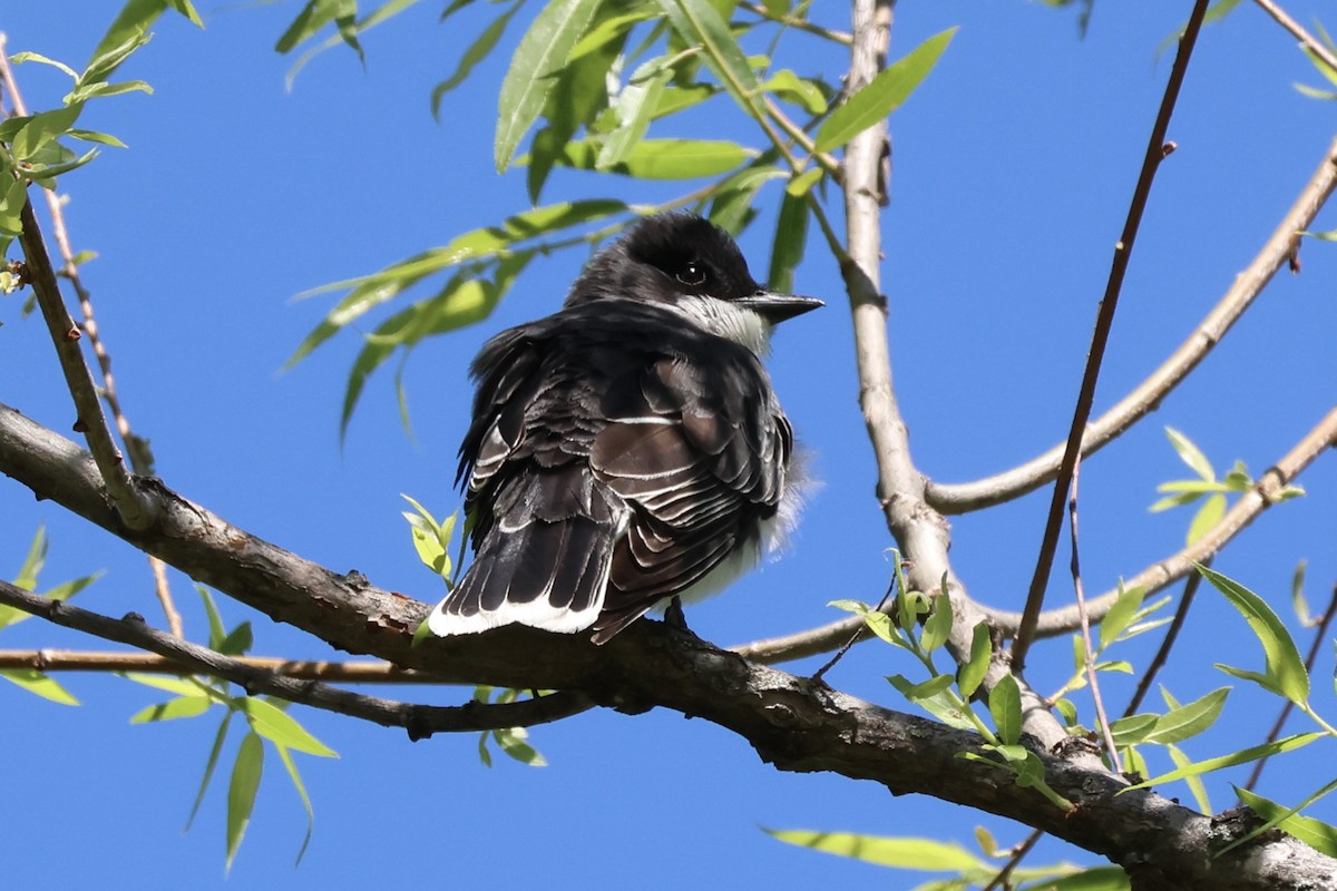 Eastern Kingbird - ML620476033