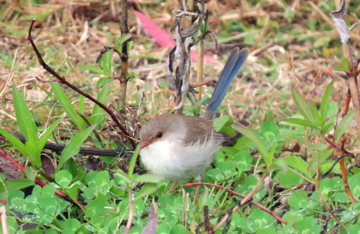 Superb Fairywren - ML620476037