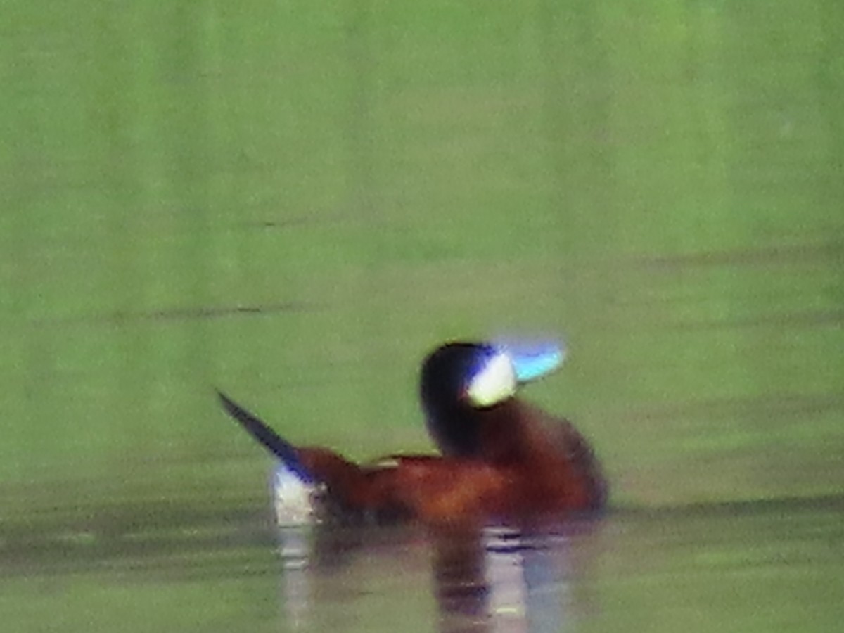 Ruddy Duck - ML620476038