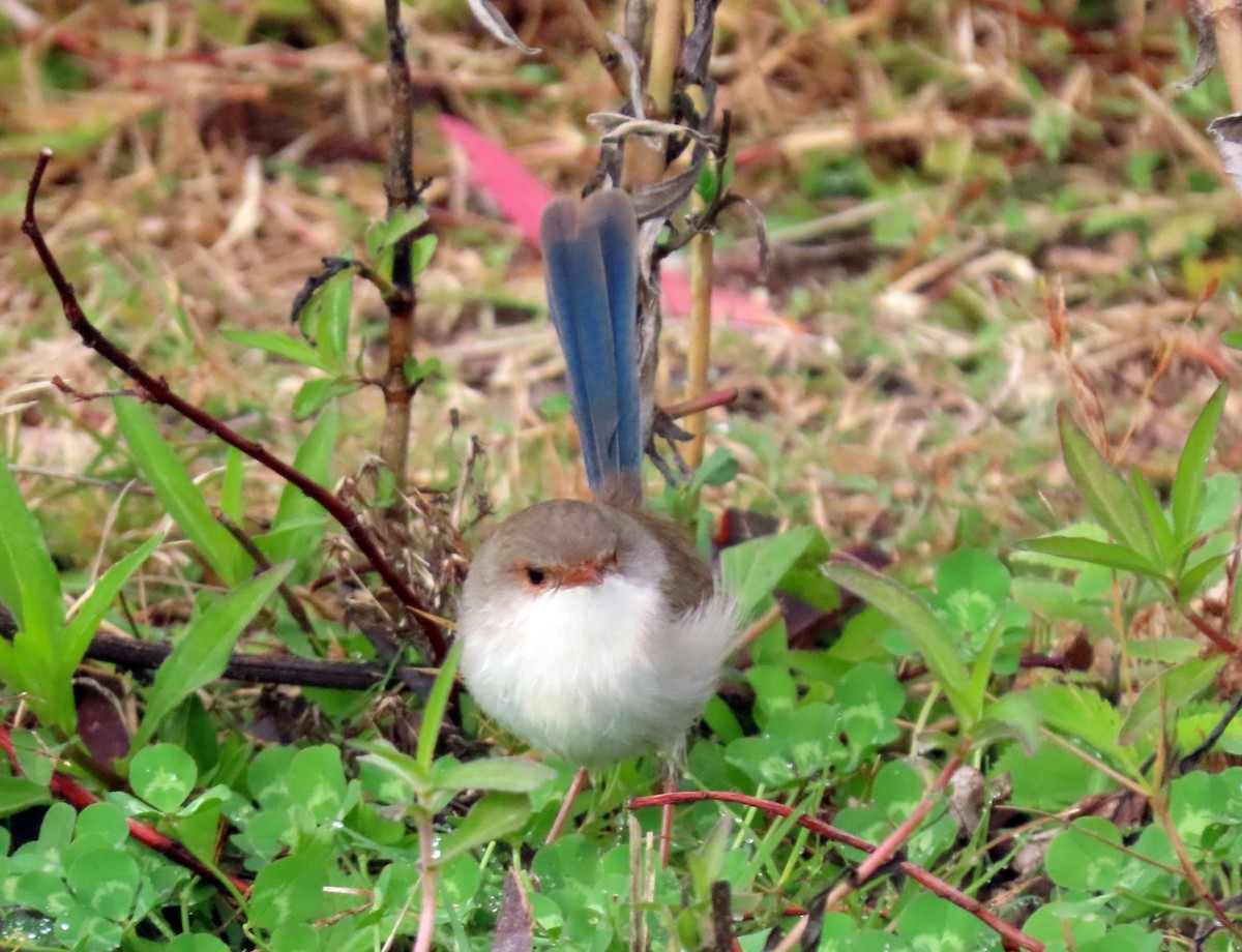 Superb Fairywren - ML620476043