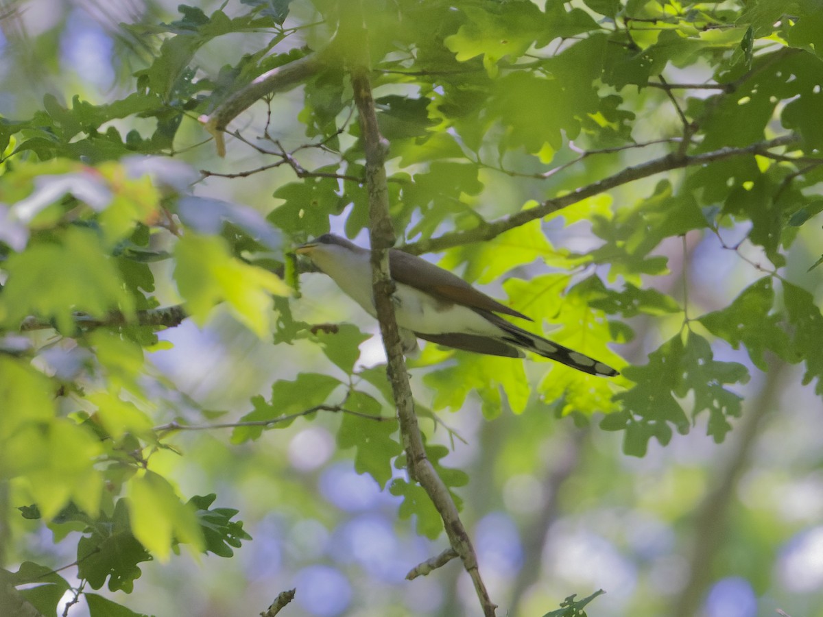 Yellow-billed Cuckoo - ML620476044