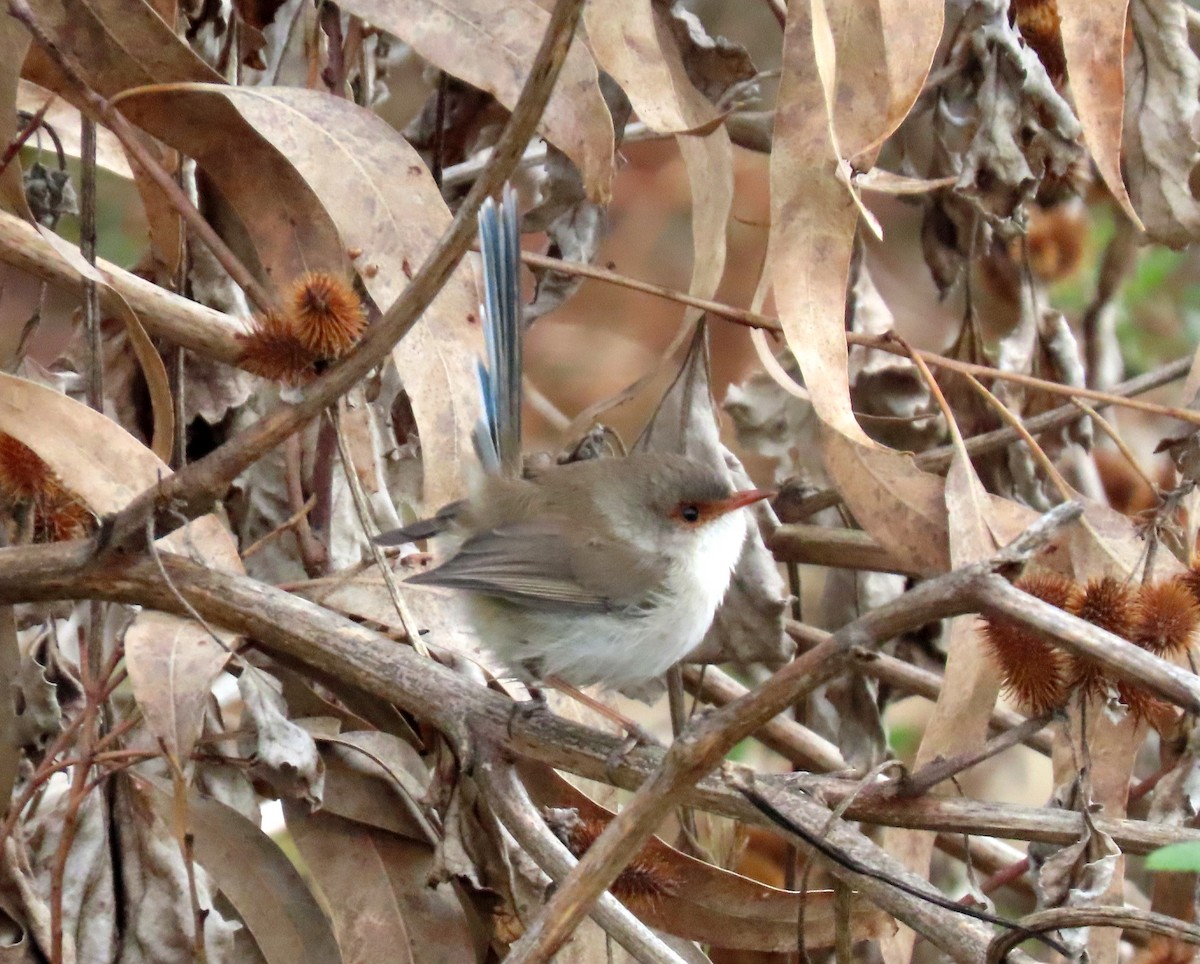 Superb Fairywren - ML620476050