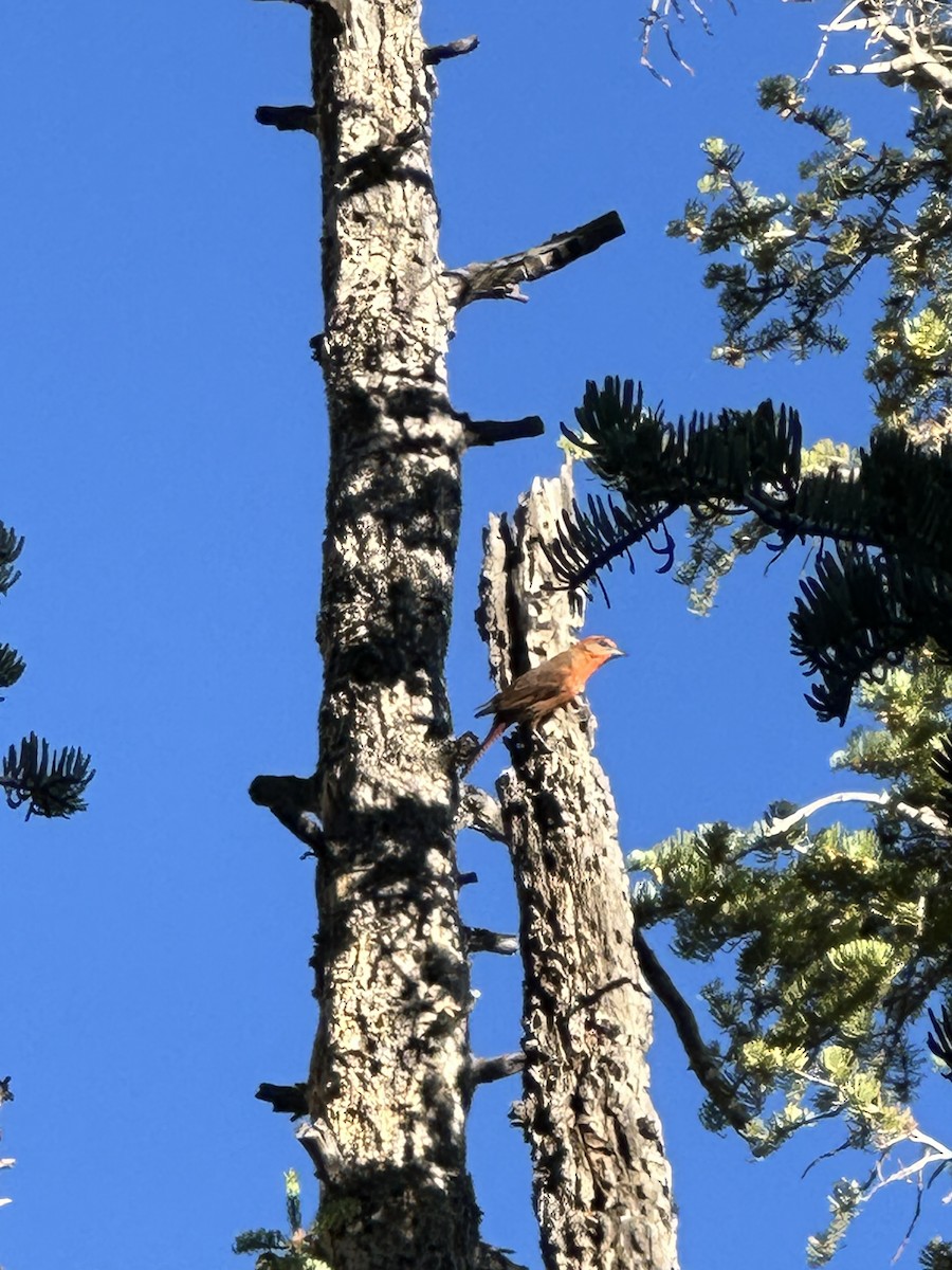 Hepatic Tanager - Sam Baxter-Bray