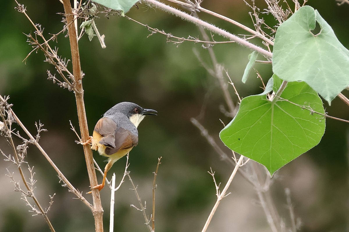 Ashy Prinia - ML620476053