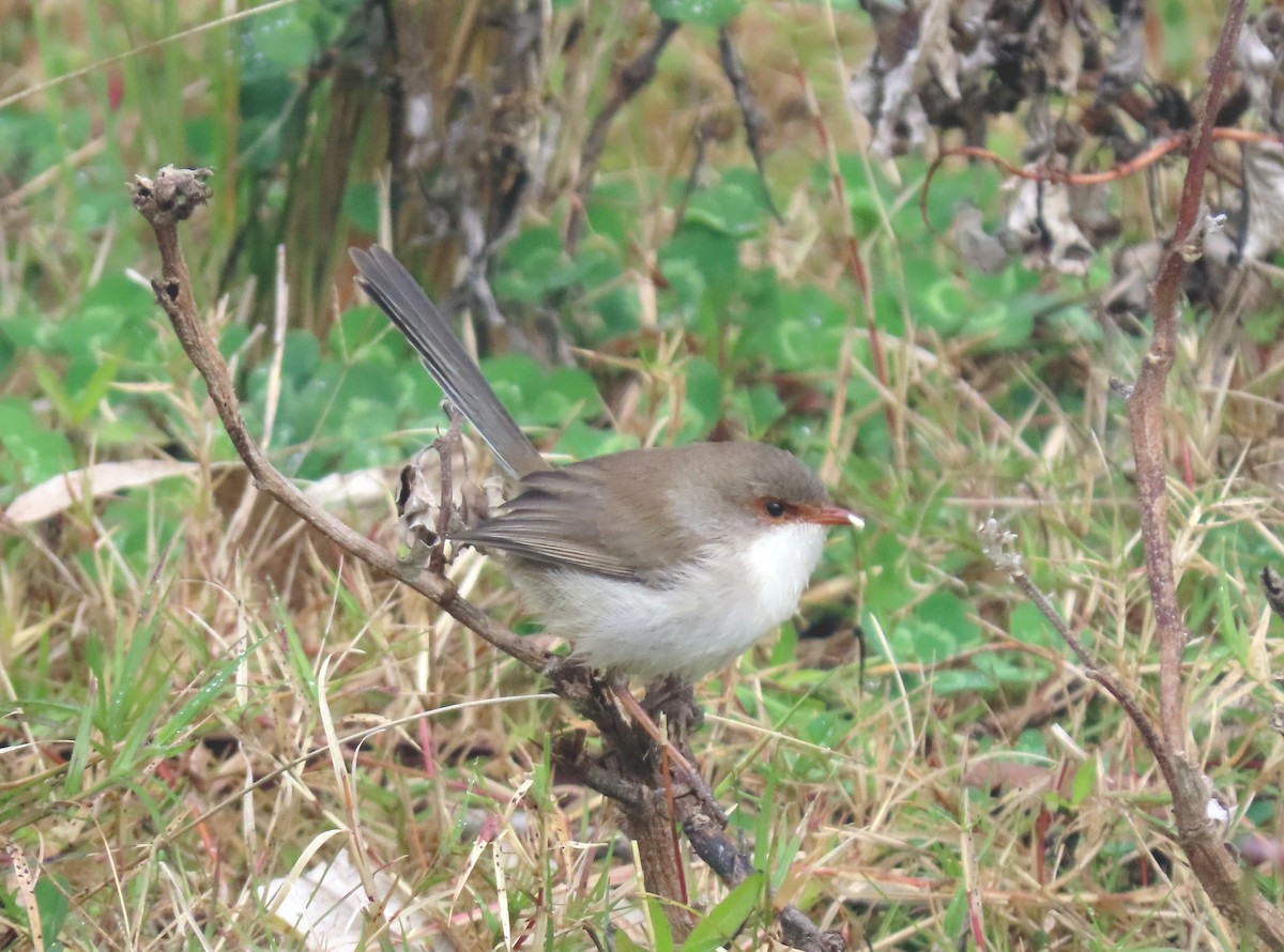 Superb Fairywren - ML620476055