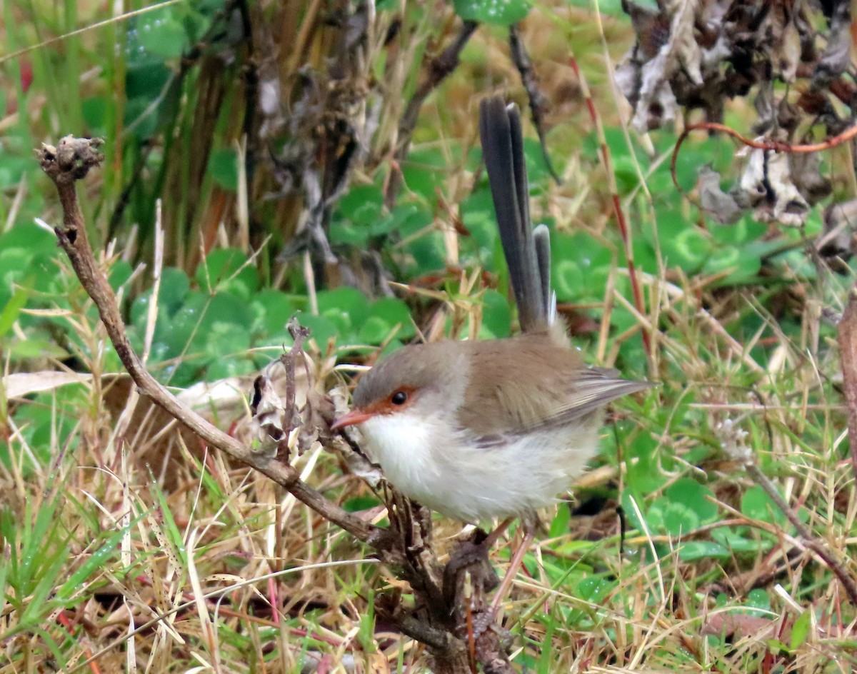 Superb Fairywren - ML620476057