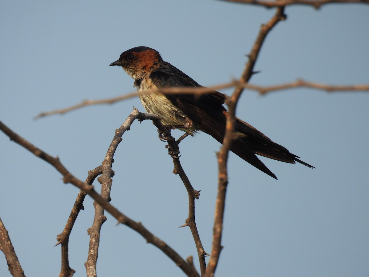 Red-rumped Swallow - ML620476059