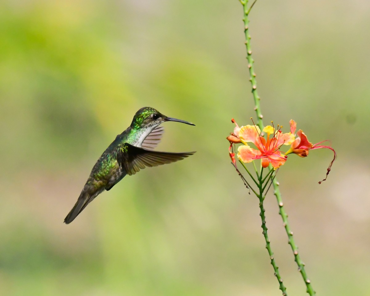 White-bellied Emerald - ML620476061