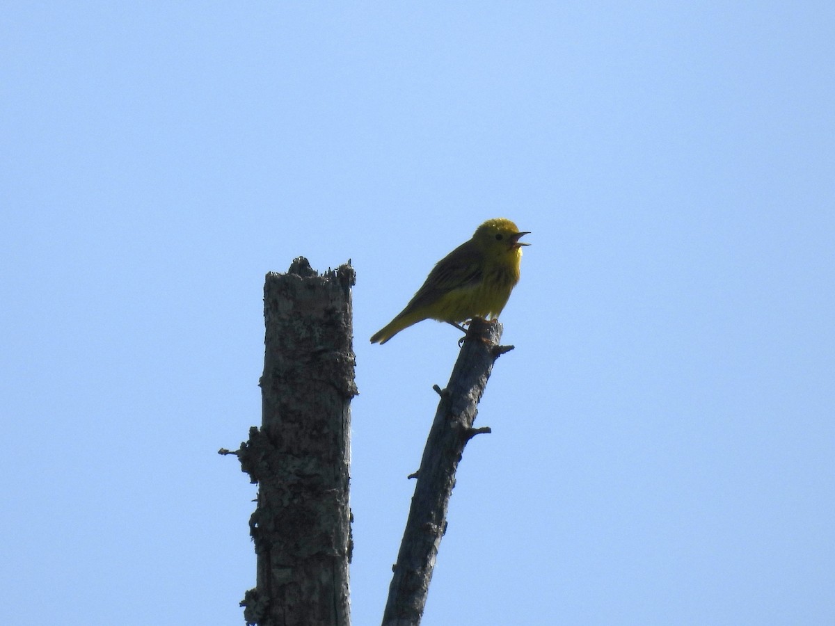 Yellow Warbler - ML620476062