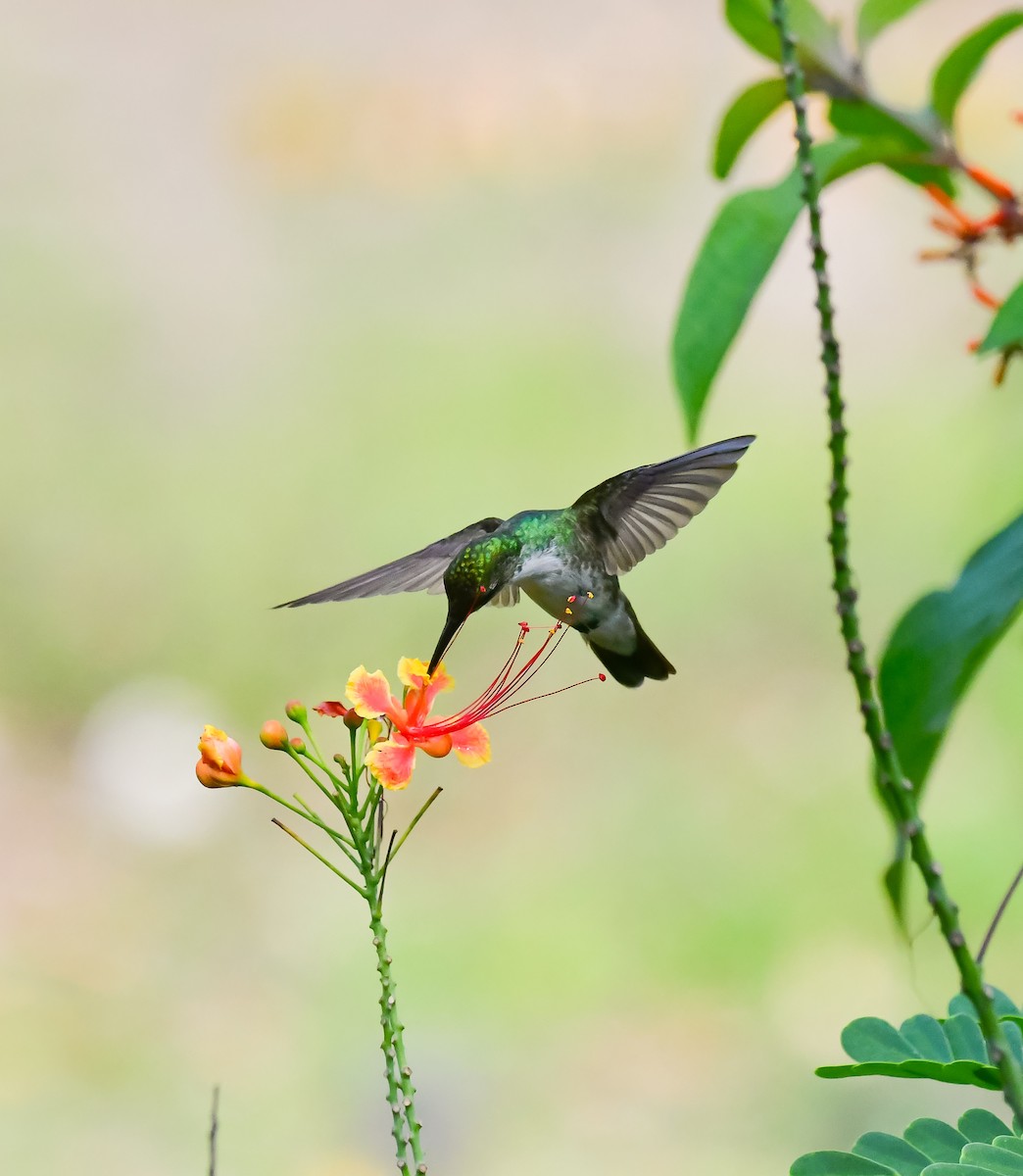 White-bellied Emerald - ML620476064