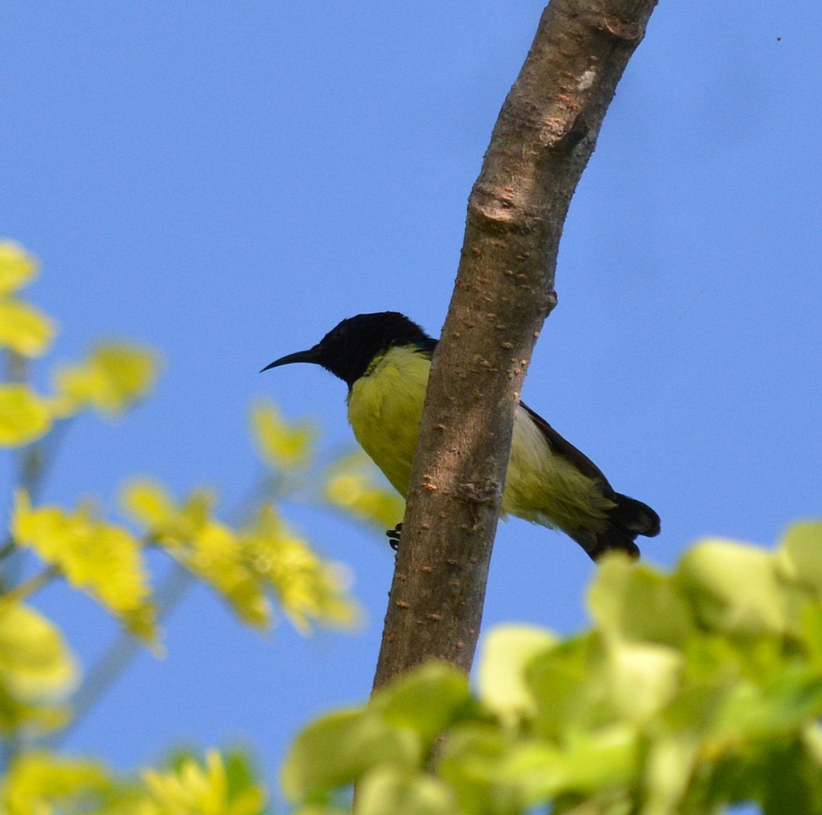 Purple-rumped Sunbird - ML620476070