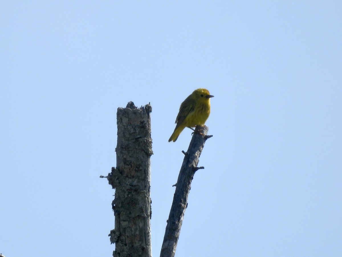 Yellow Warbler - ML620476071