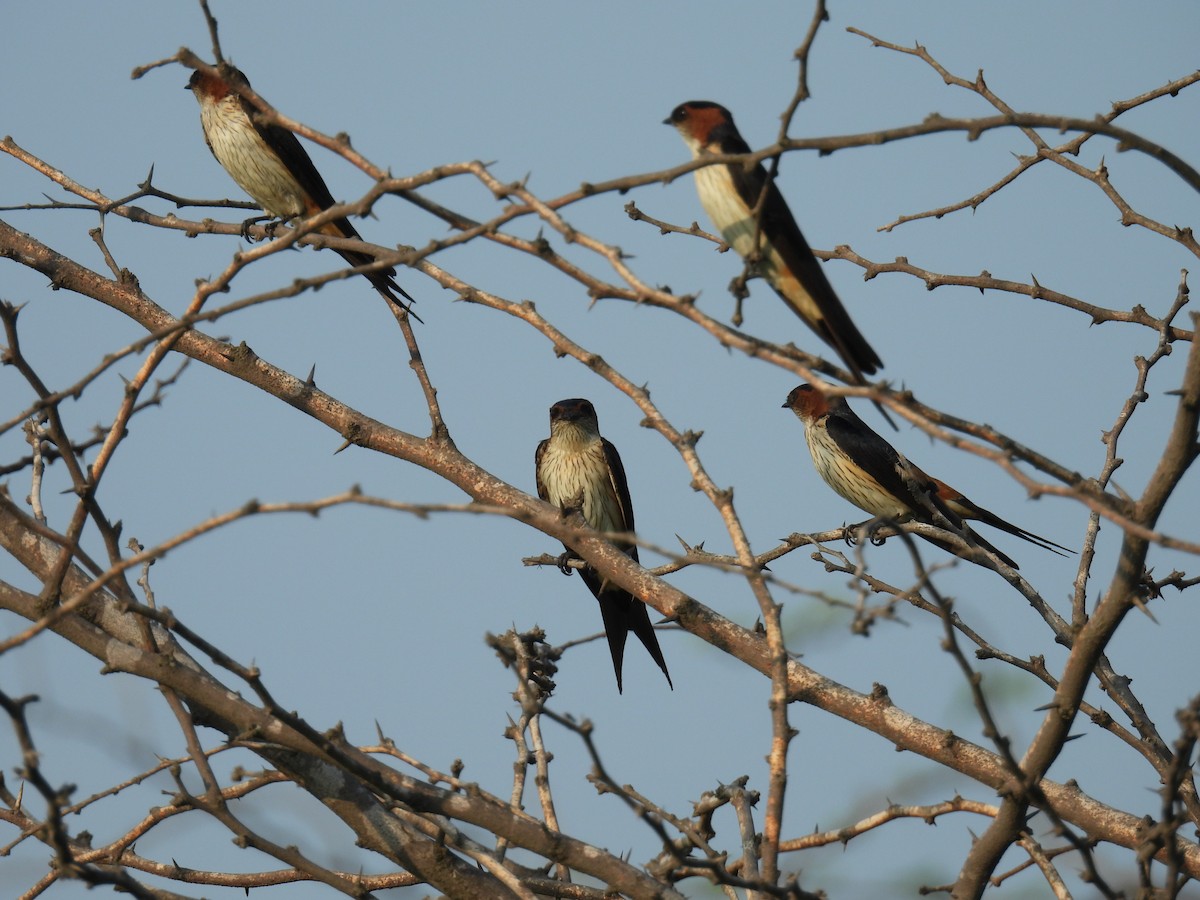 Red-rumped Swallow - ML620476074