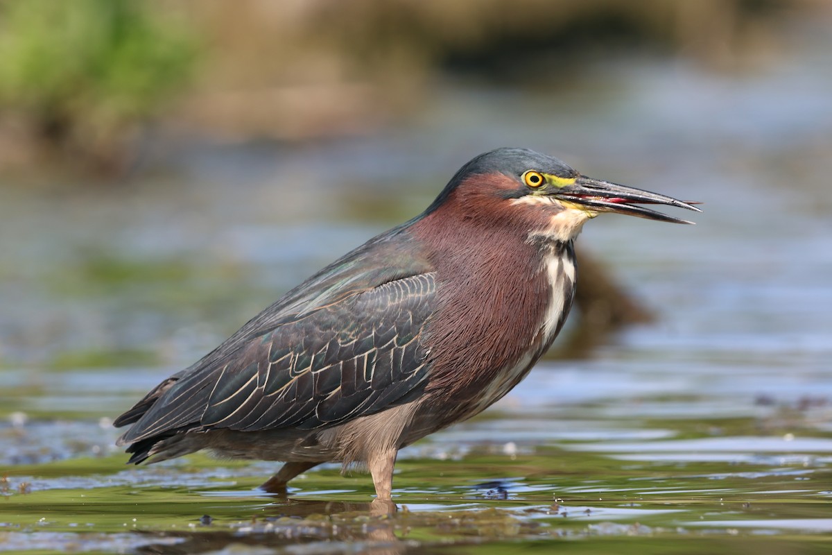 Green Heron - ML620476076