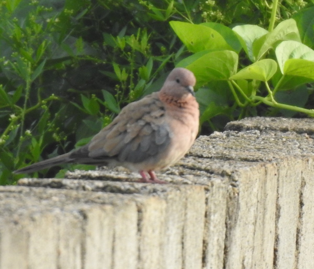 Laughing Dove - ML620476081