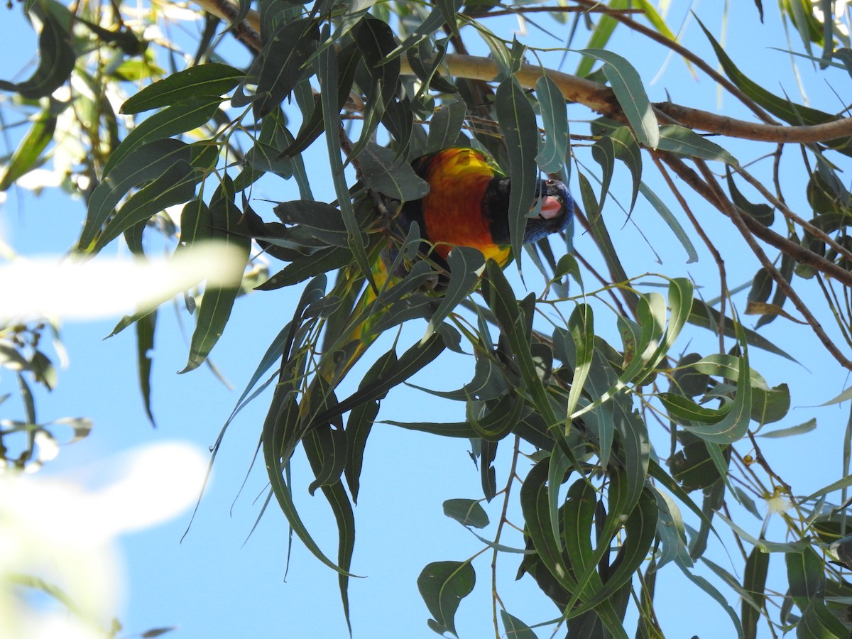 Rainbow Lorikeet - ML620476082