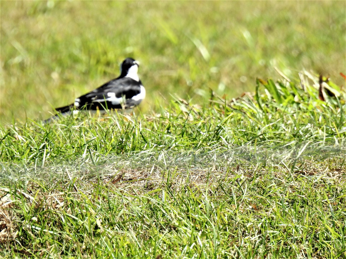 Magpie-lark - Monica Mesch