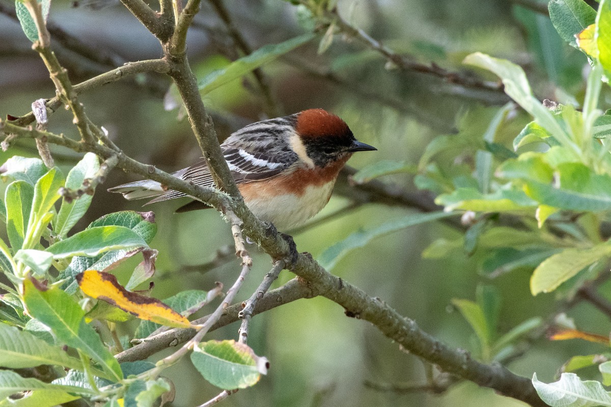 Bay-breasted Warbler - ML620476090