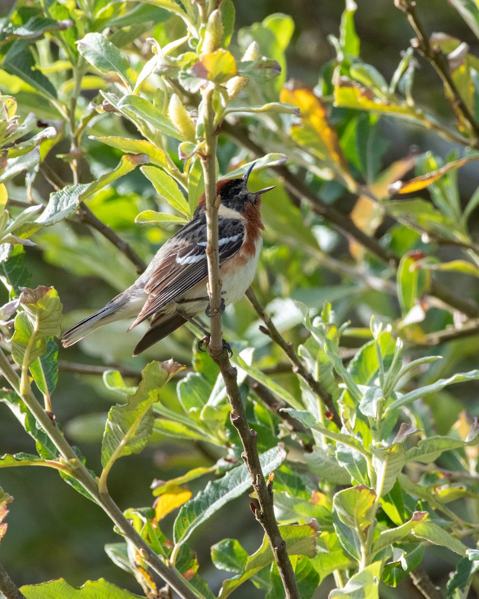 Bay-breasted Warbler - Levi Ashe