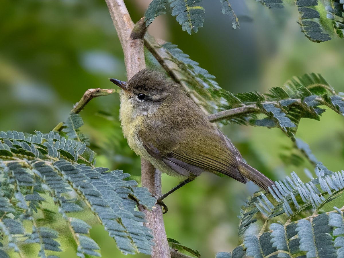 Timor Leaf Warbler - ML620476098