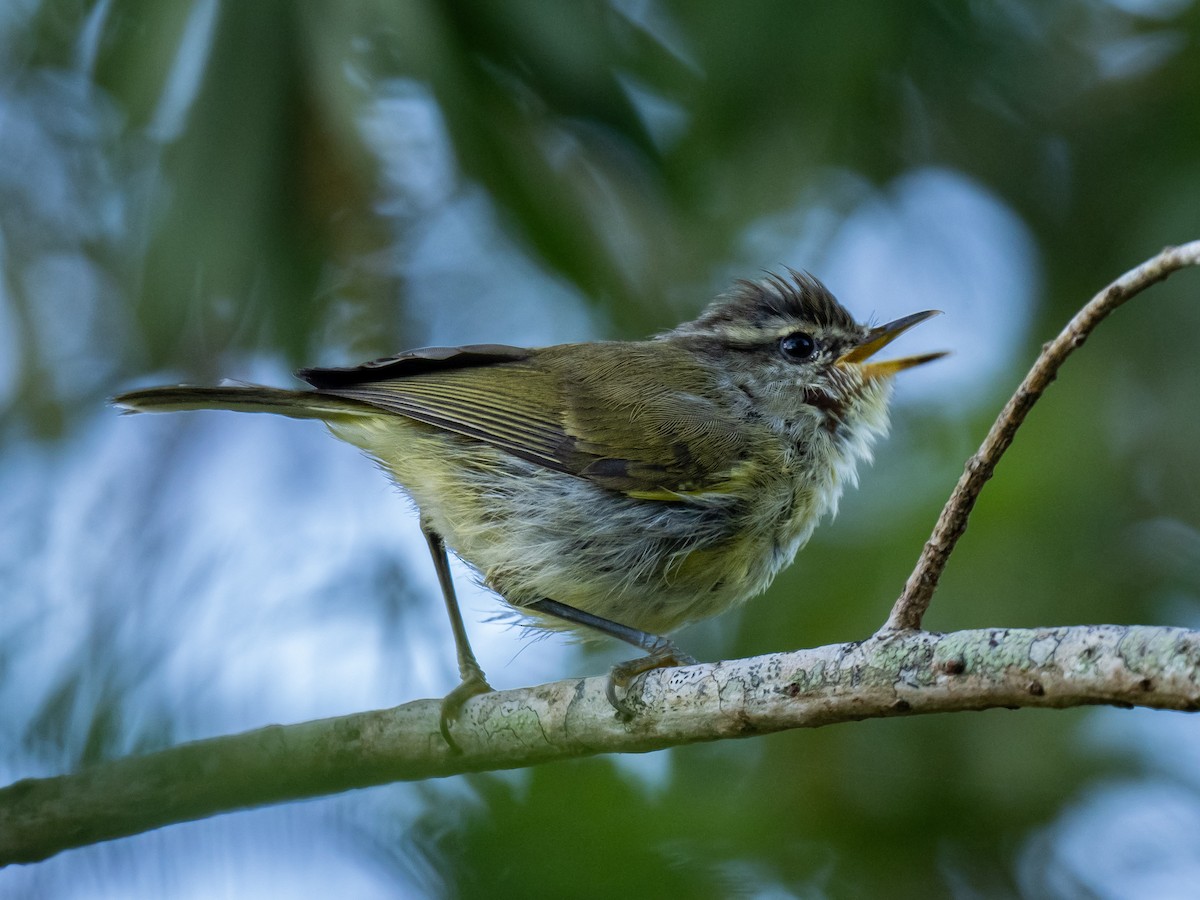 Timor Leaf Warbler - ML620476099