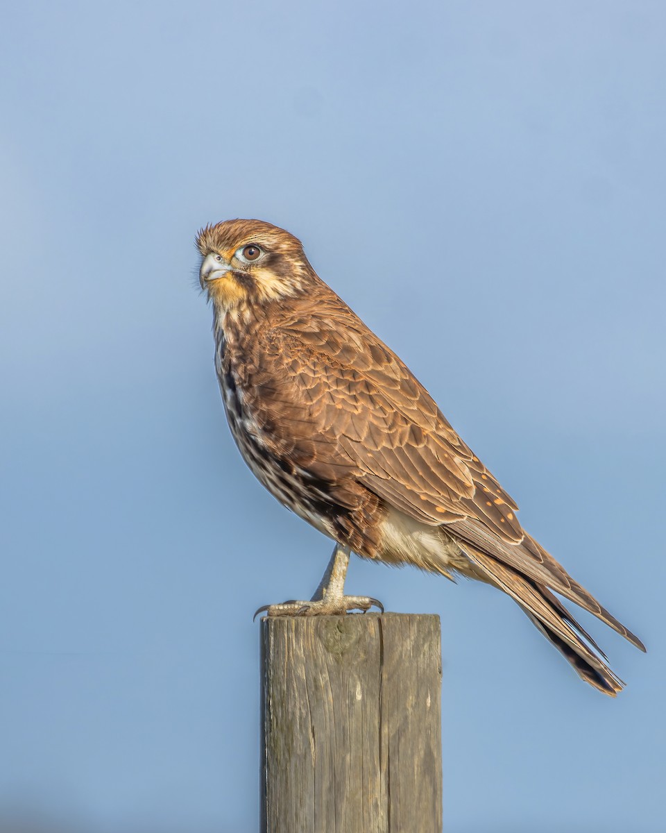 Brown Falcon - ML620476100