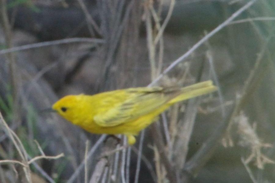 Yellow Warbler - Pat Goltz