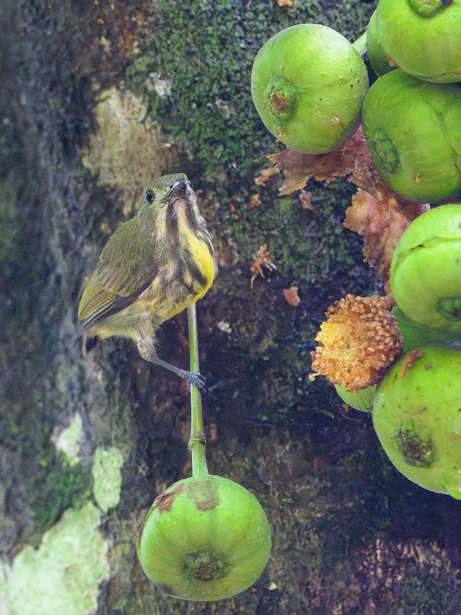 Yellow-breasted Flowerpecker - David Southall