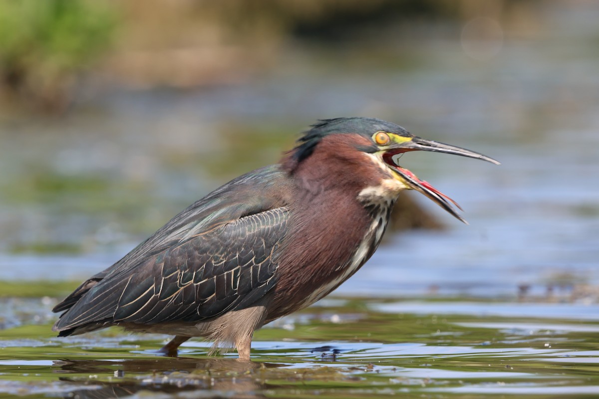 Green Heron - Janice Farral