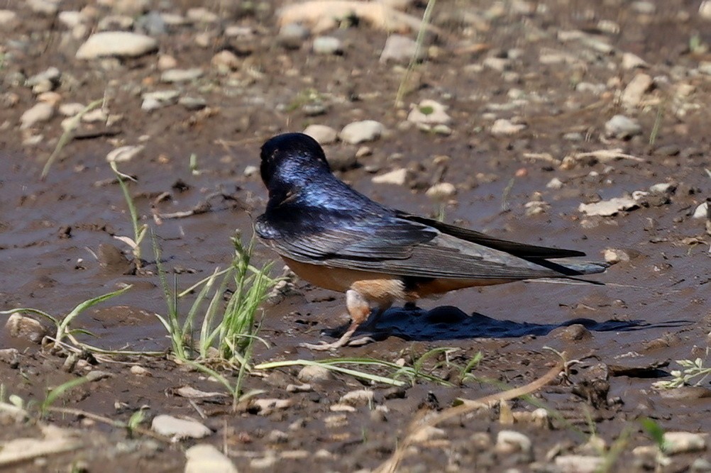 Barn Swallow (American) - ML620476112