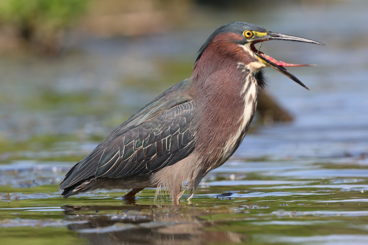 Green Heron - ML620476115