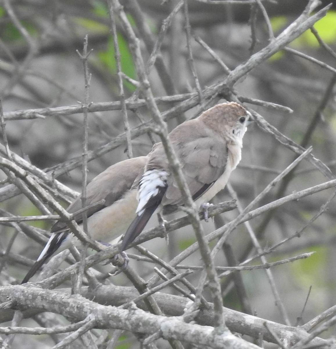 Indian Silverbill - ML620476119