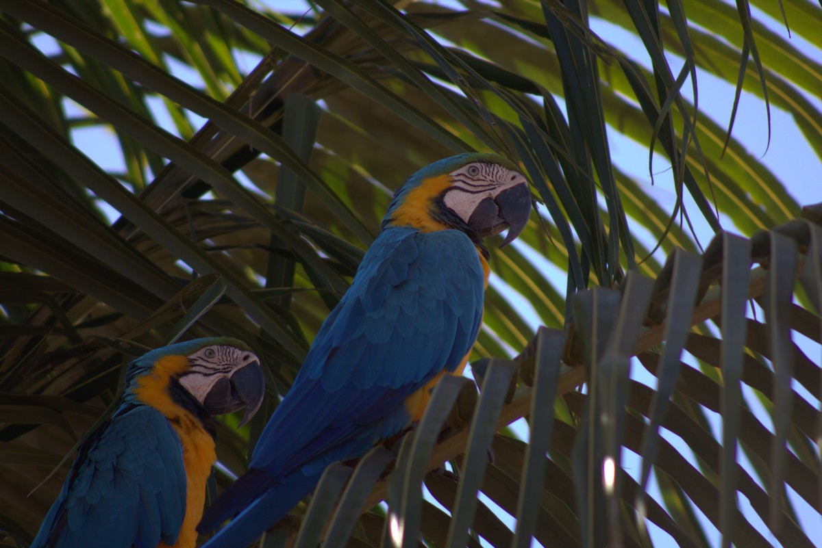 Guacamayo Azuliamarillo - ML620476120