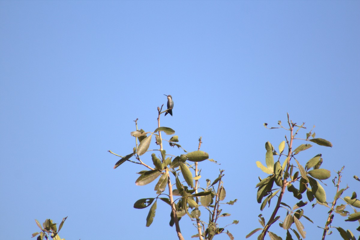 kolibřík cerradový - ML620476123