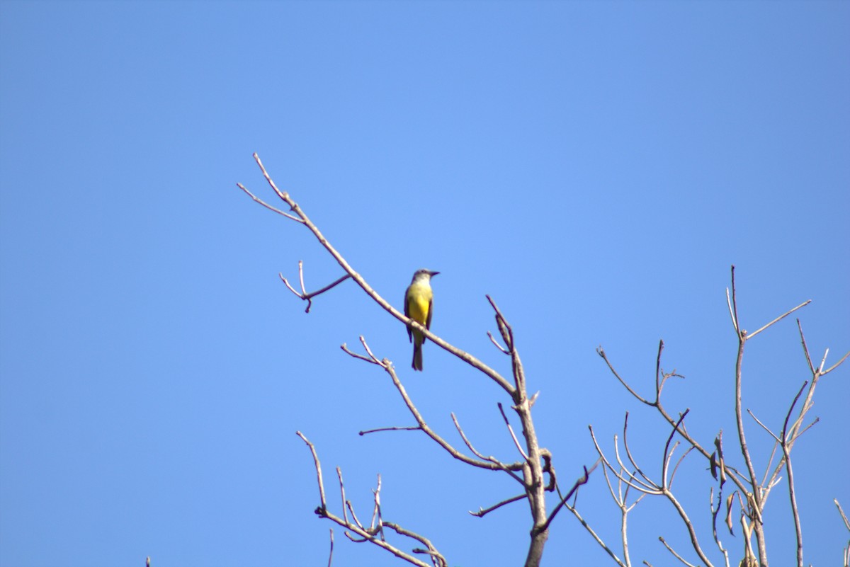 Tropical Kingbird - ML620476124